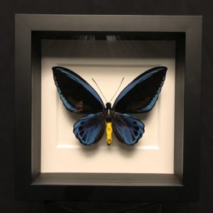 Urvillianus Birdwing butterfly frame