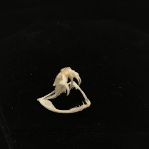 White lipped pit Viper 5 real skull bone