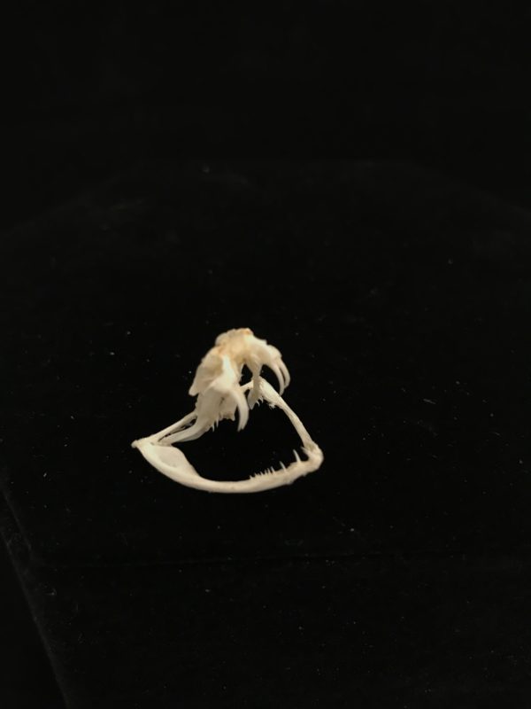 White lipped pit Viper 5 real skull bone