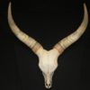 Watusi skull real bone