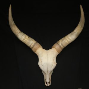 Watusi skull real bone