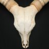 Watusi skull real bone