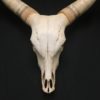Watusi skull real bone