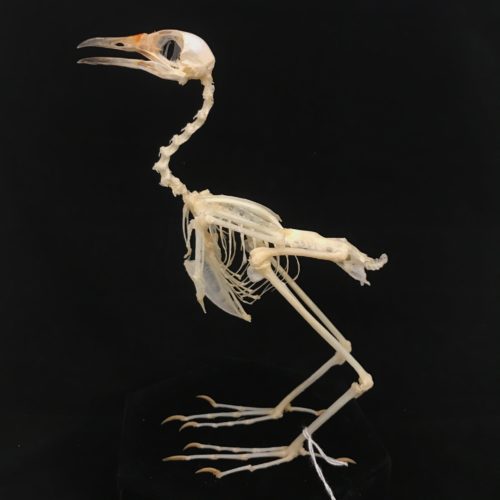Plain wren-warbler, real bird skeleton (4) available for purchase at Natur.