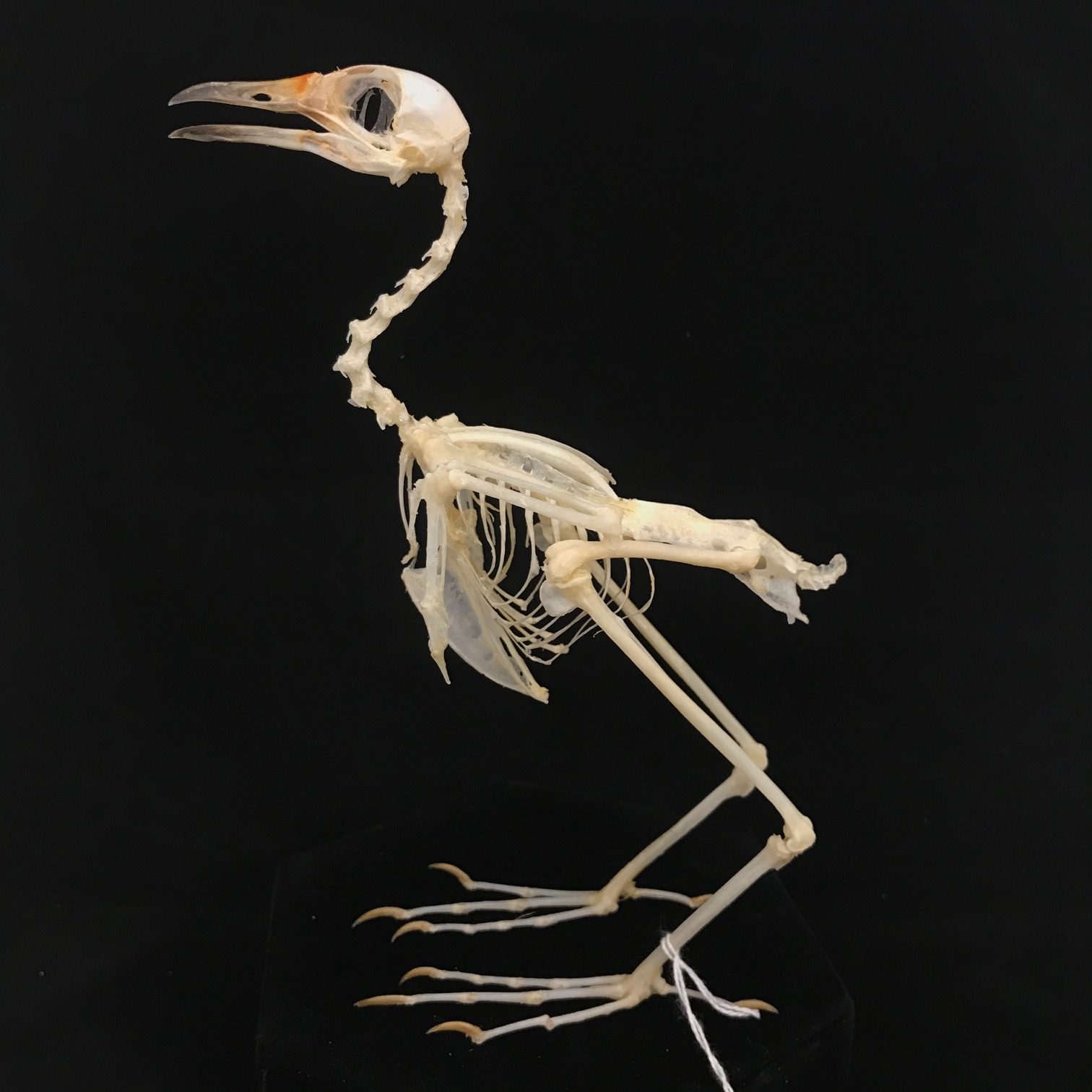 Charming, White-breasted waterhen skeleton (10), available at Natur.
