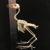 White-breasted waterhen 1 real bird skeleton