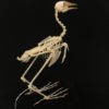 White-breasted waterhen 1 real bird skeleton