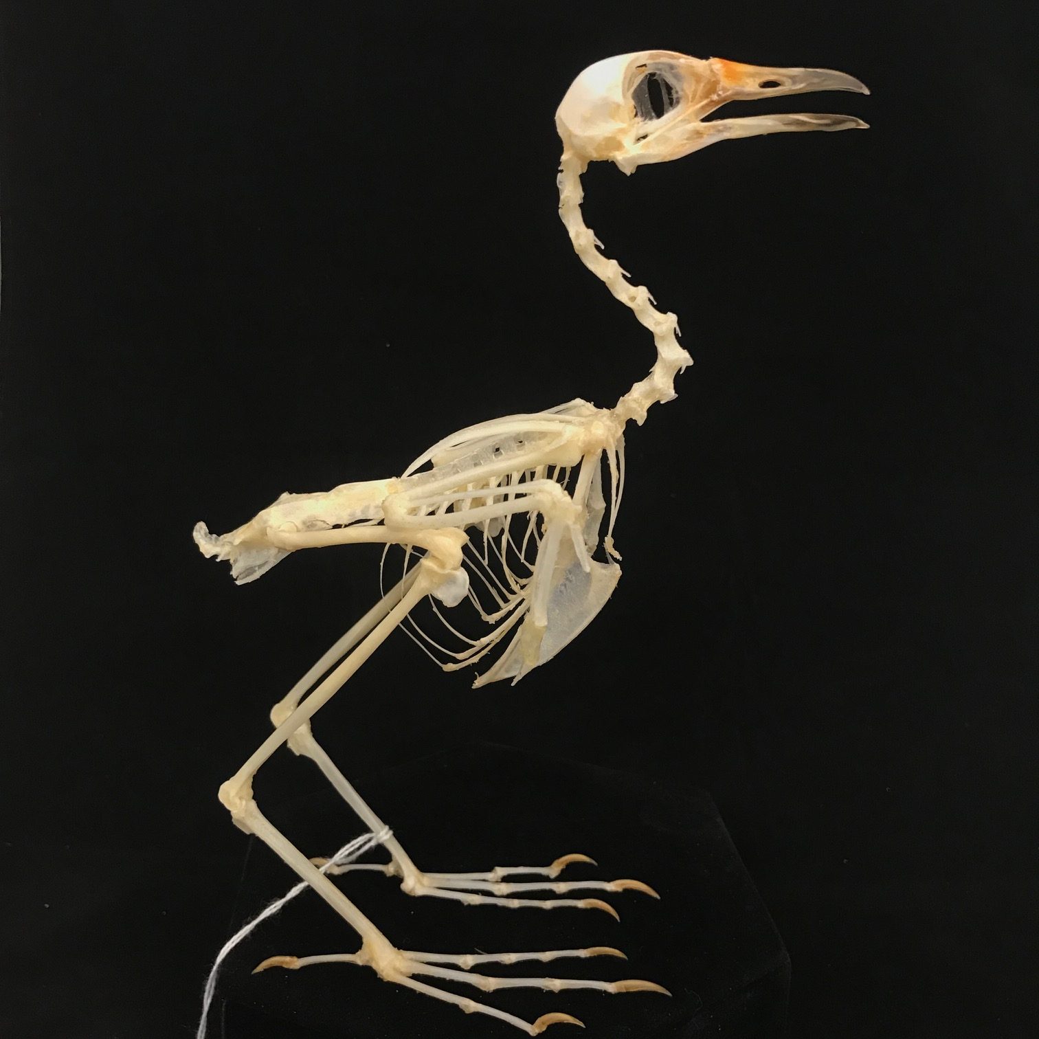 Charming, White-breasted waterhen skeleton (10), available at Natur.