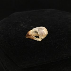 scaly breasted munia skull