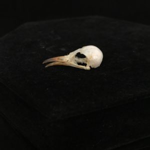 Plain wren warbler skull