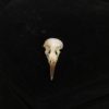 Plain wren warbler skull