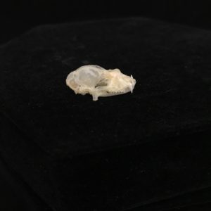 Intermediate roundleaf bat skull