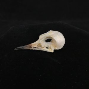 spotted dove real bone