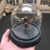 giant japanese hornet dome