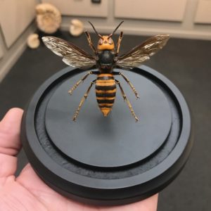 giant japanese hornet dome