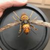 giant japanese hornet dome