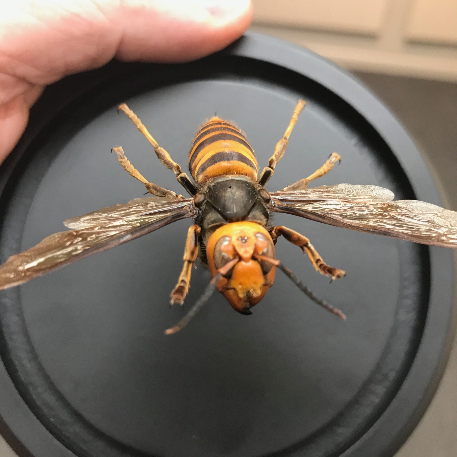 Giant Asian Hornet Queen