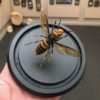 giant japanese hornet dome