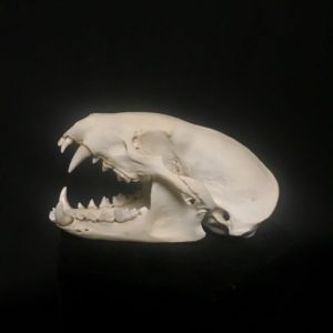 badger skull real bone