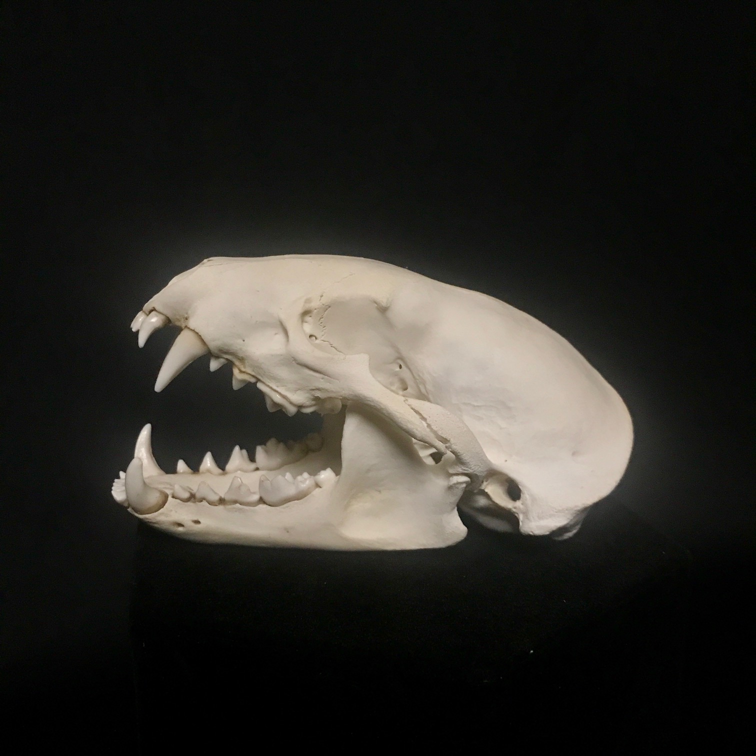 Badger skull, real bone, available for purchase at natur.