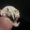badger skull real bone