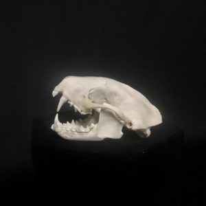 skunk skull real bone