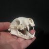 skunk skull real bone