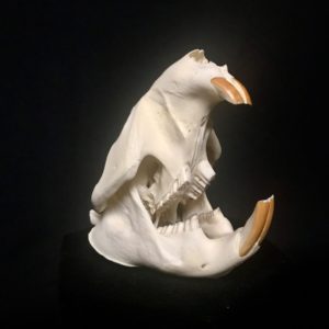 beaver skull real bone