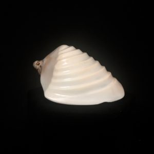 elegant voluta sea shell