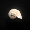 elegant voluta sea shell