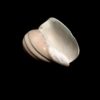 elegant voluta sea shell