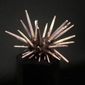 spectacular club urchin specimen
