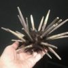 spectacular club urchin specimen