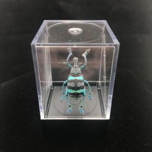 striped weevil in box