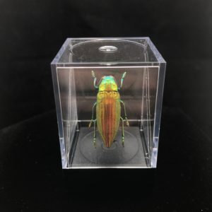 jewel beetle in box