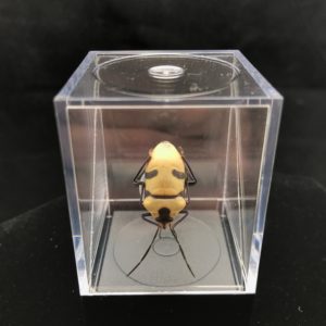 mask beetle in plastic box