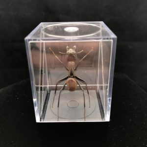 soldier ant mounted in box