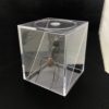 soldier ant mounted in box