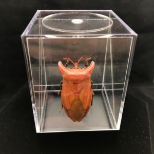 shield bug in box