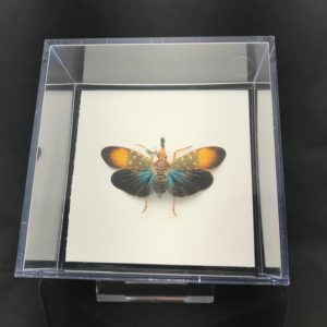 lantern fly in a box