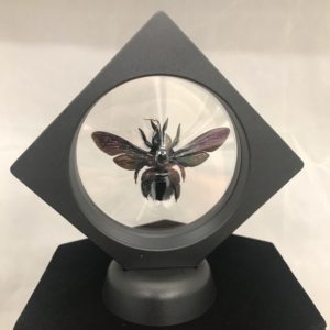 black carpenter bee plastic frame