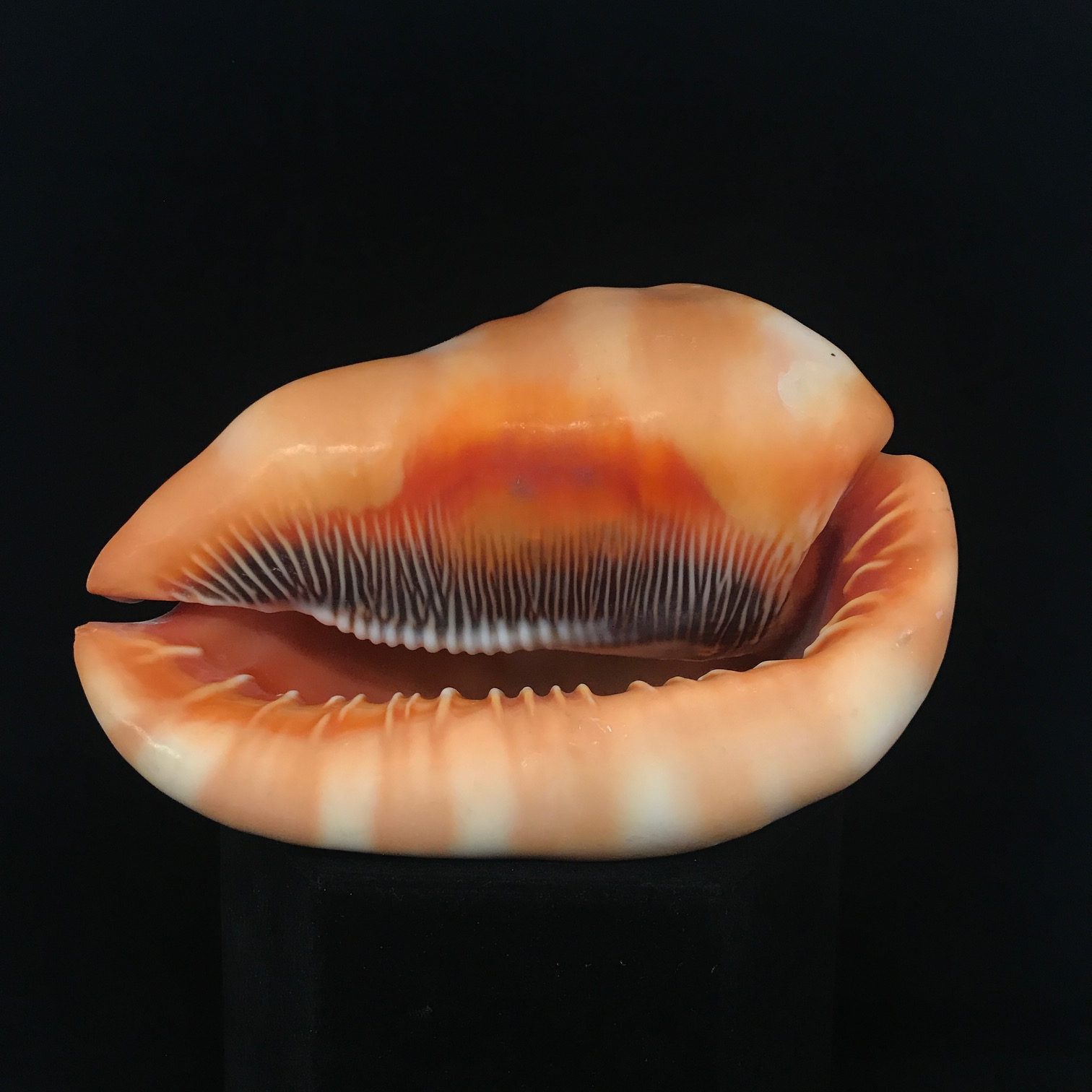 Beautiful, Cameo bull mouth sea shell, available for purchase at natur.