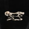 asian common toad skeleton