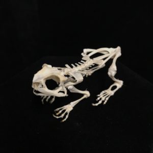 asian common toad skeleton