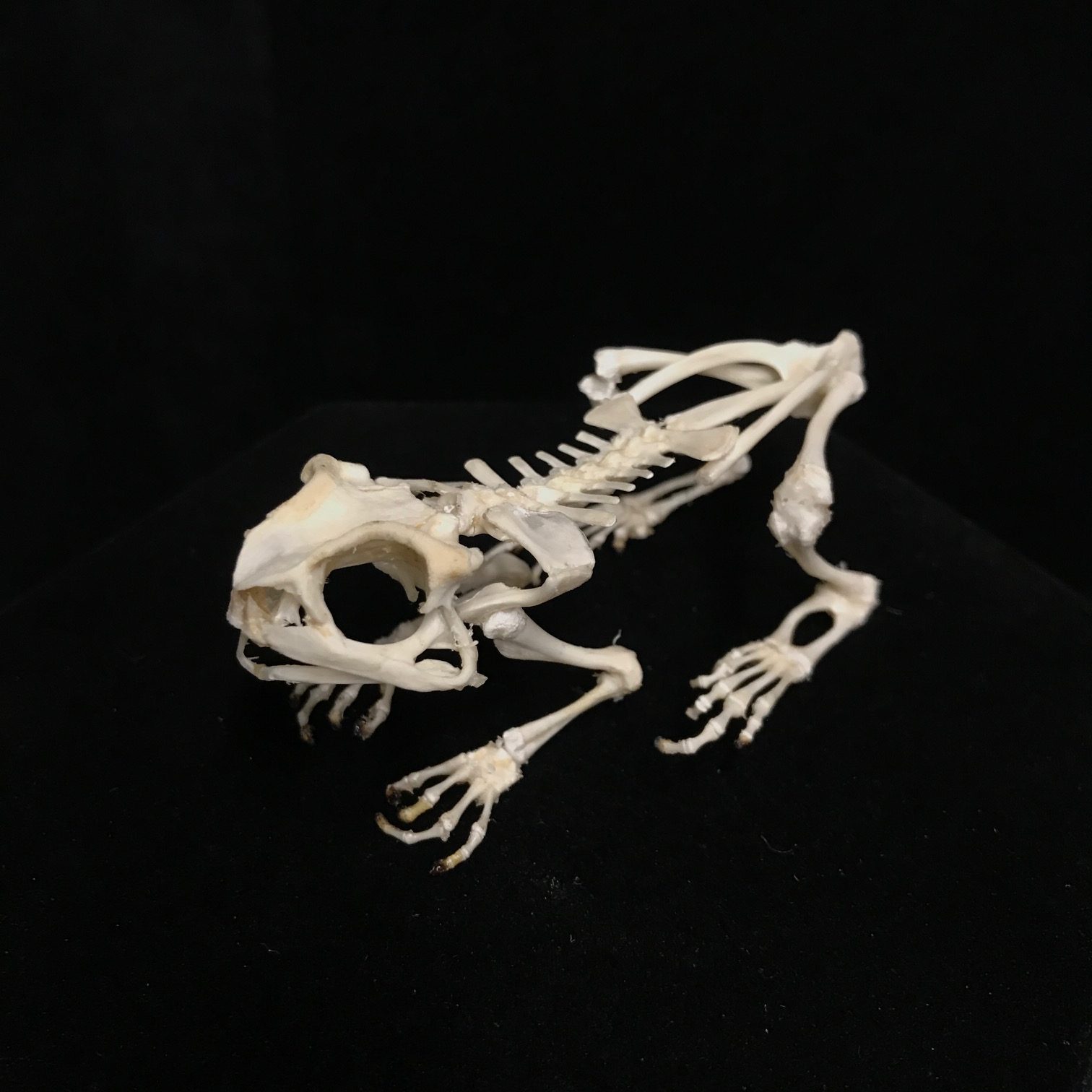 Complete Toad Skeleton Taxidermy REAL 