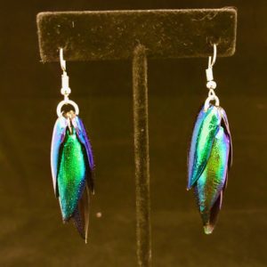 real jewel beetle earrings
