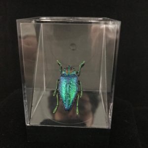 madagascan jewel beetle box