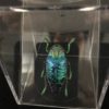 madagascan jewel beetle box