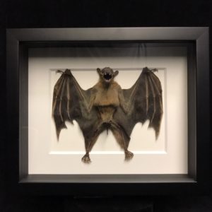 Fruit bat folded wings