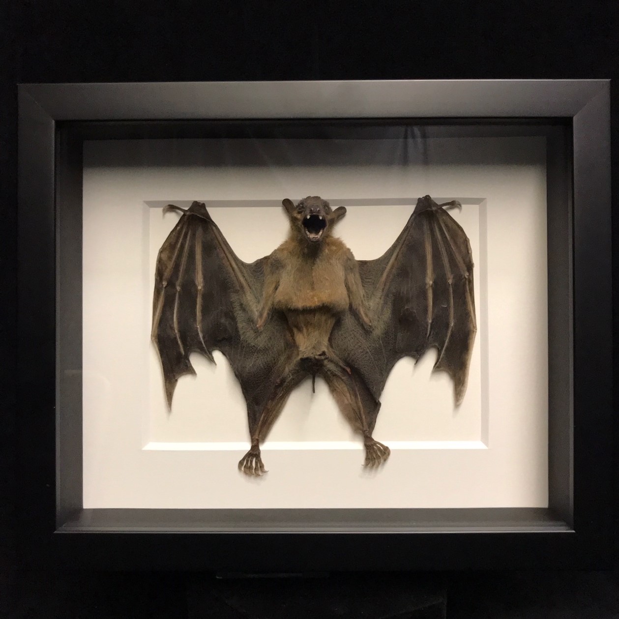 bat wings